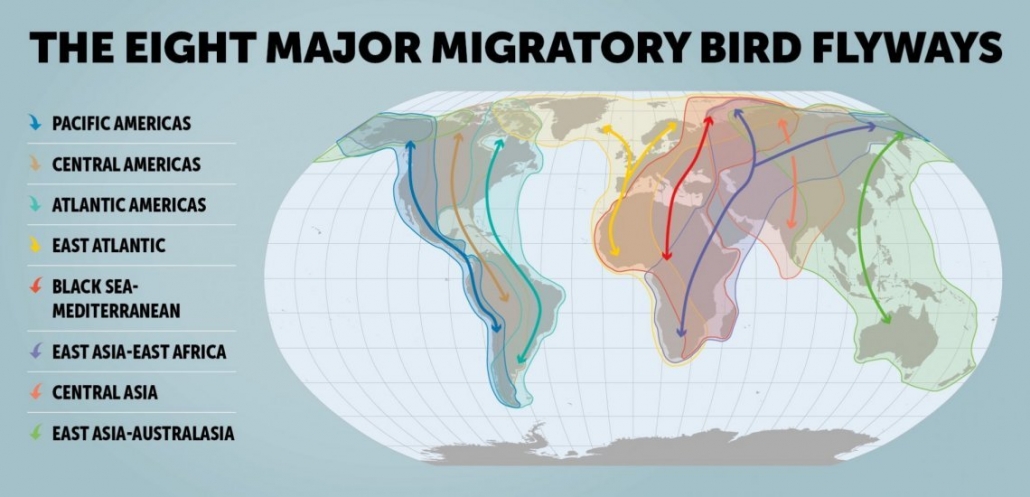 Migratory Patterns