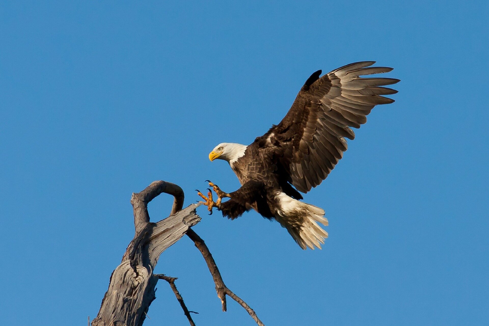 Preparing To Land