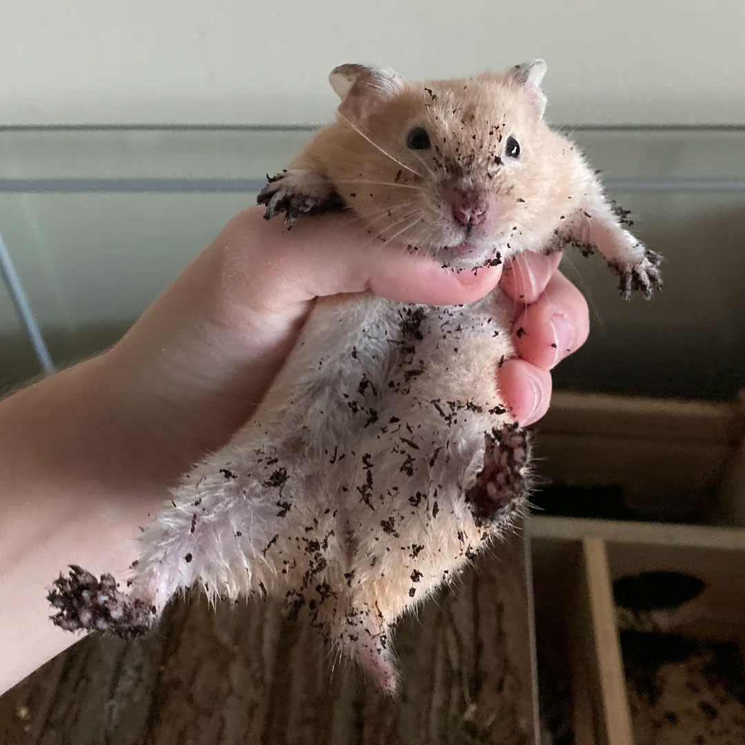 Safely Remove Your Hamster