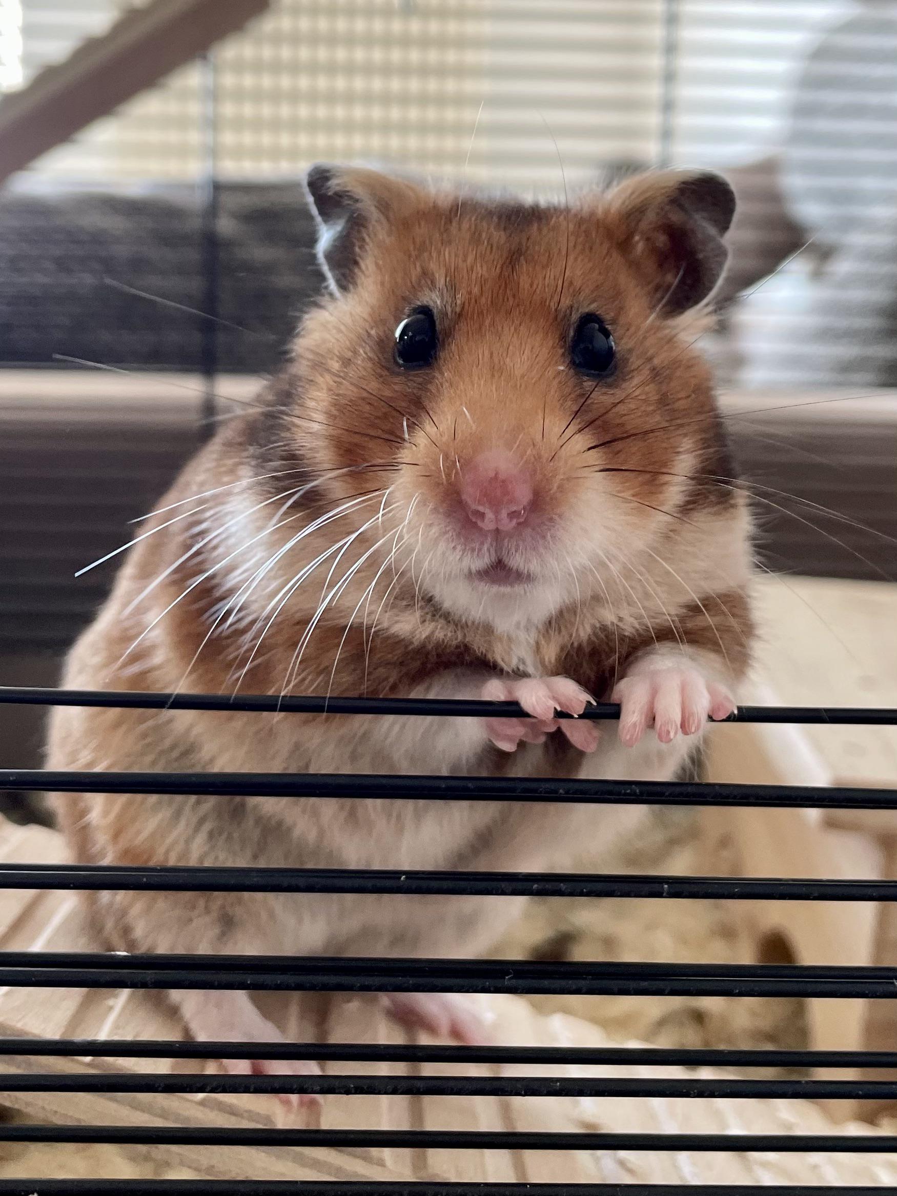 Safely Return Your Hamster