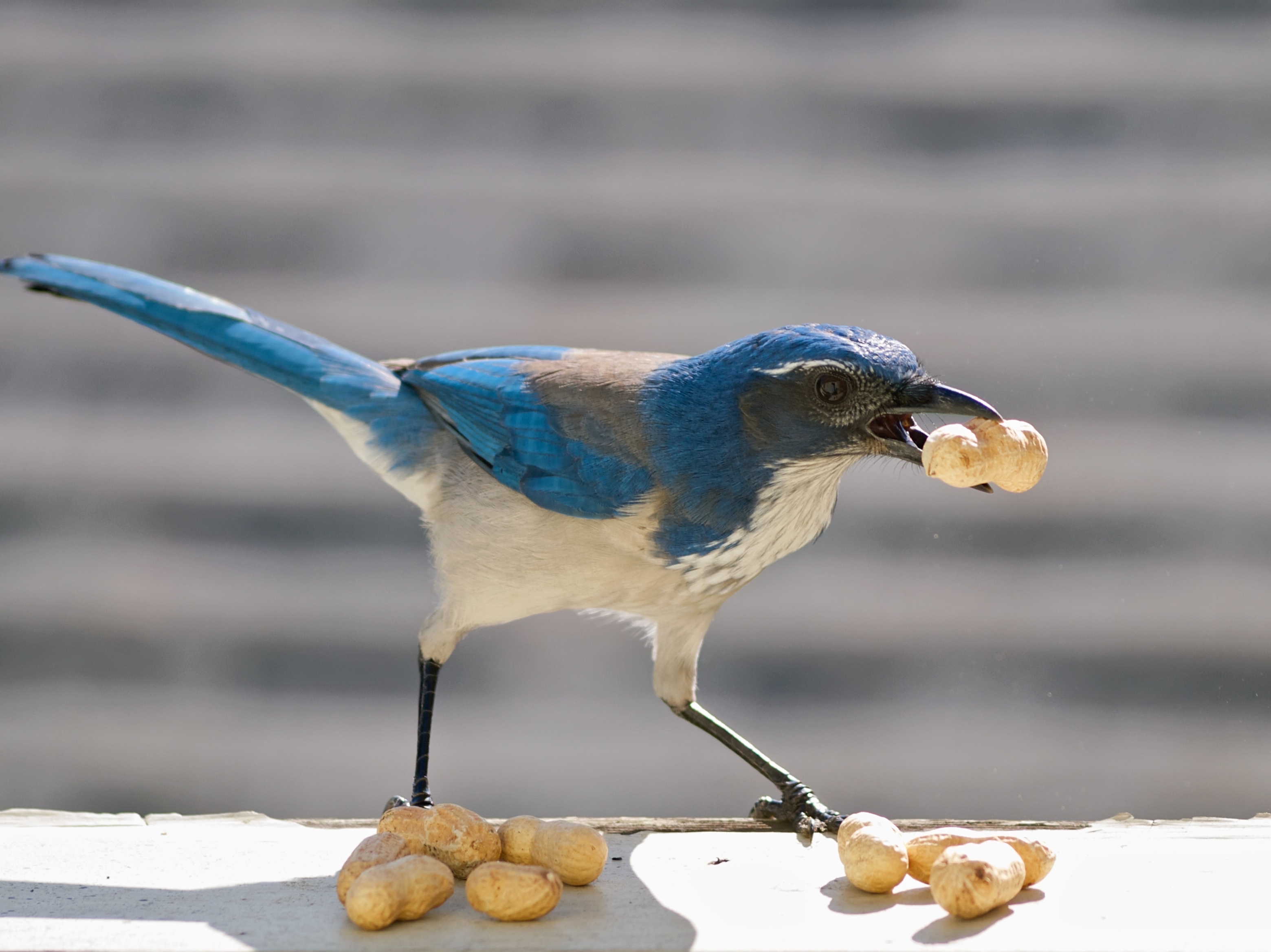Searching For Food