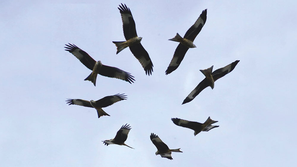 Why Do Birds Fly In Circles?