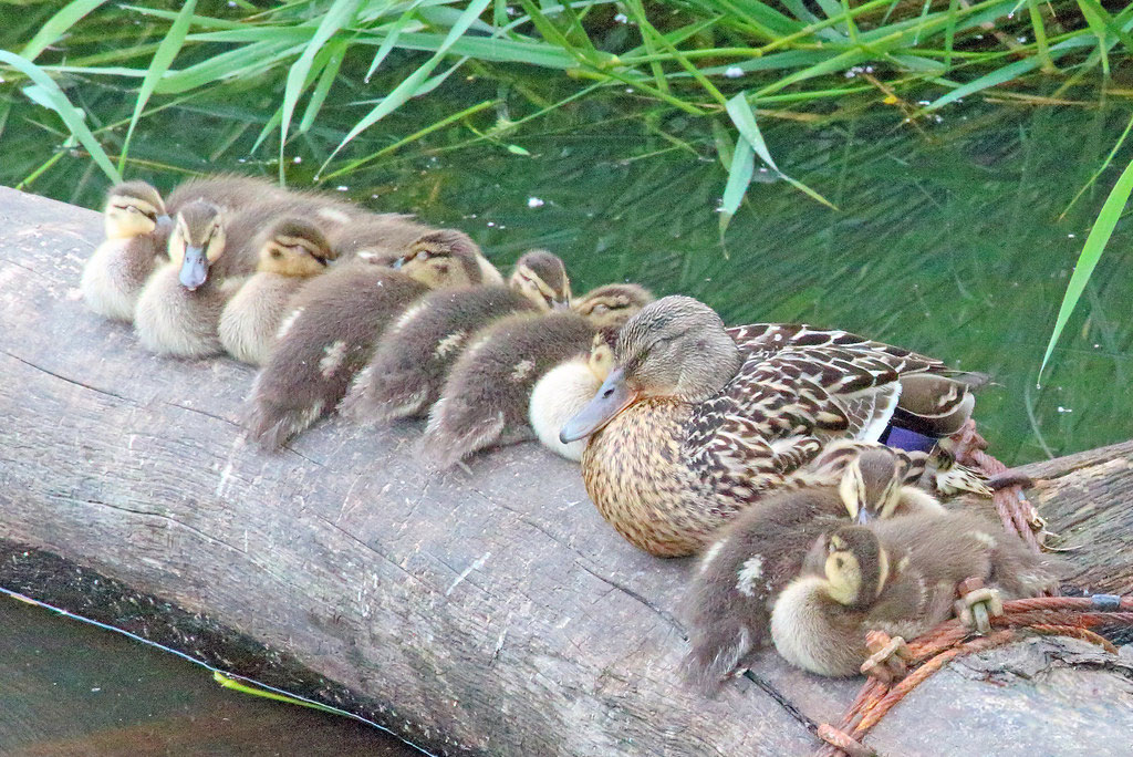 duck