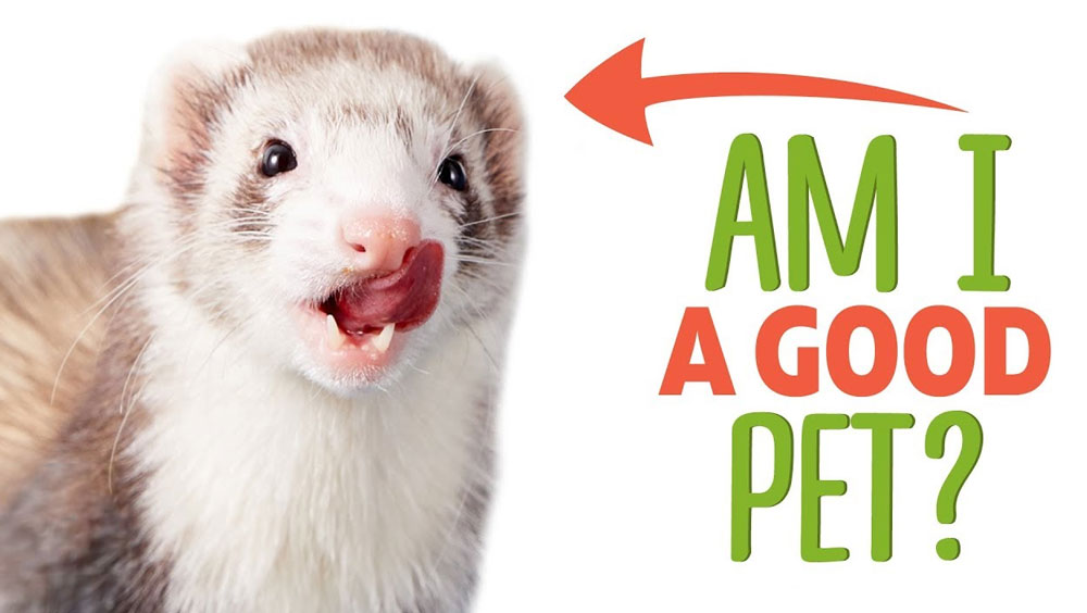 Do Ferrets Make Good Pets?