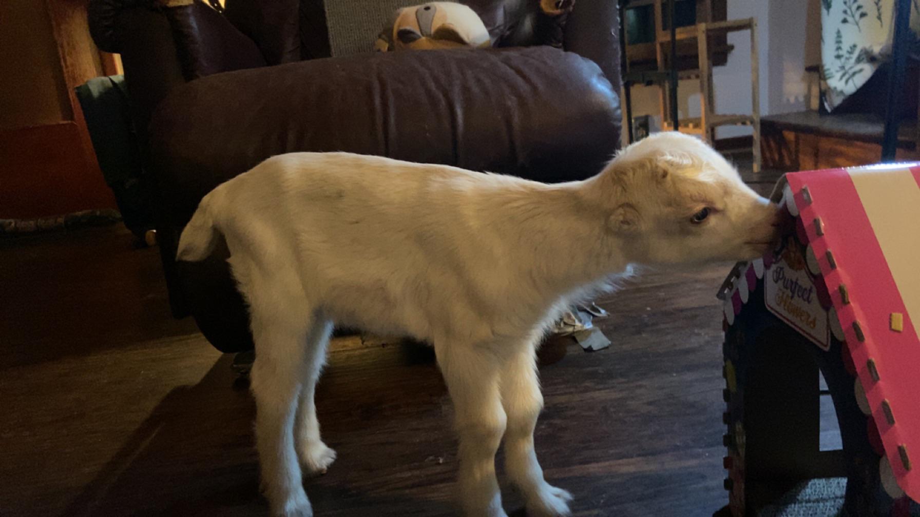 Are Goats Good Pets? Discover Their Potential