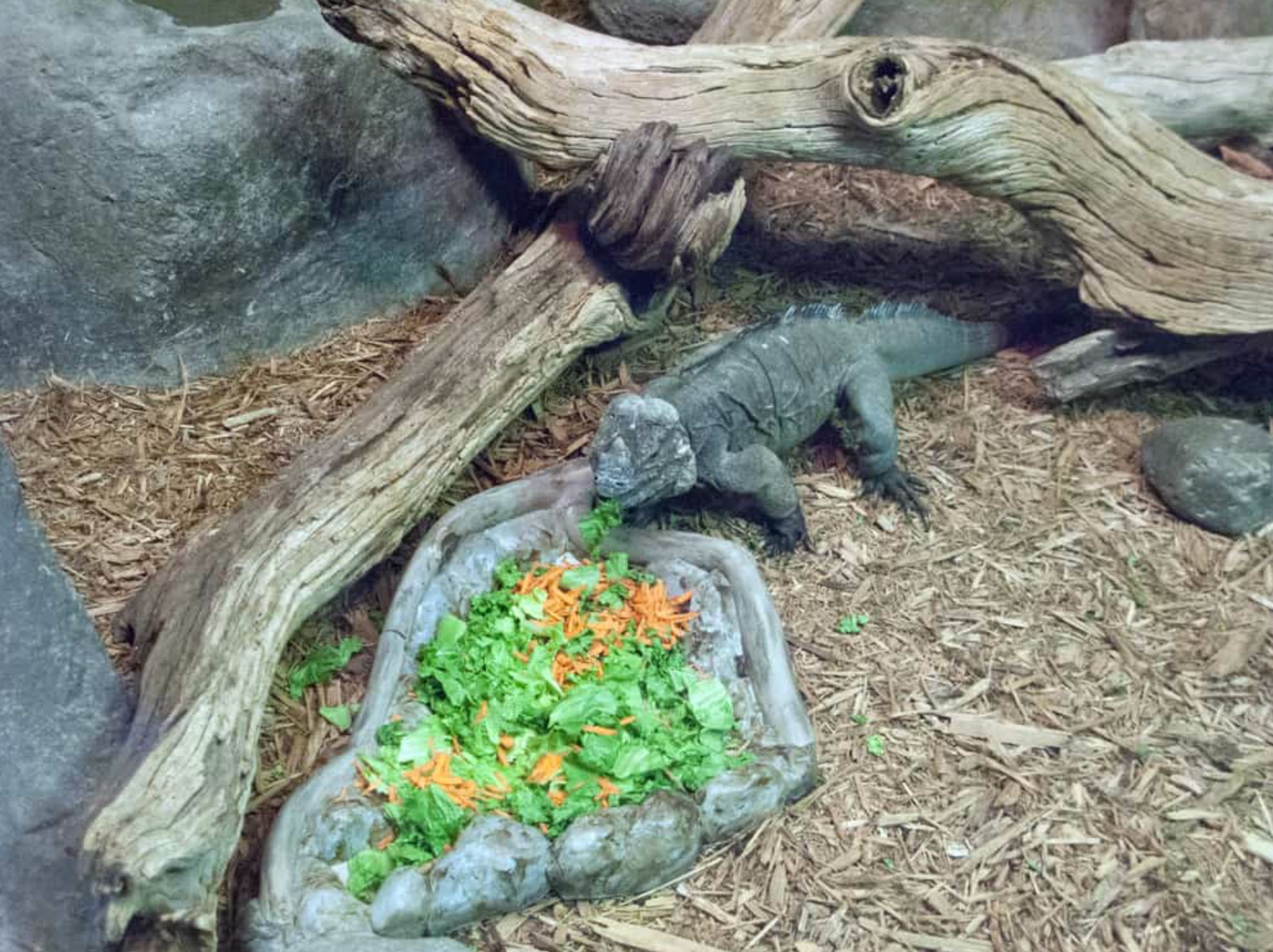 how long do iguanas live _1909de3d 554f 4714 a165 cc2bdc940cd9