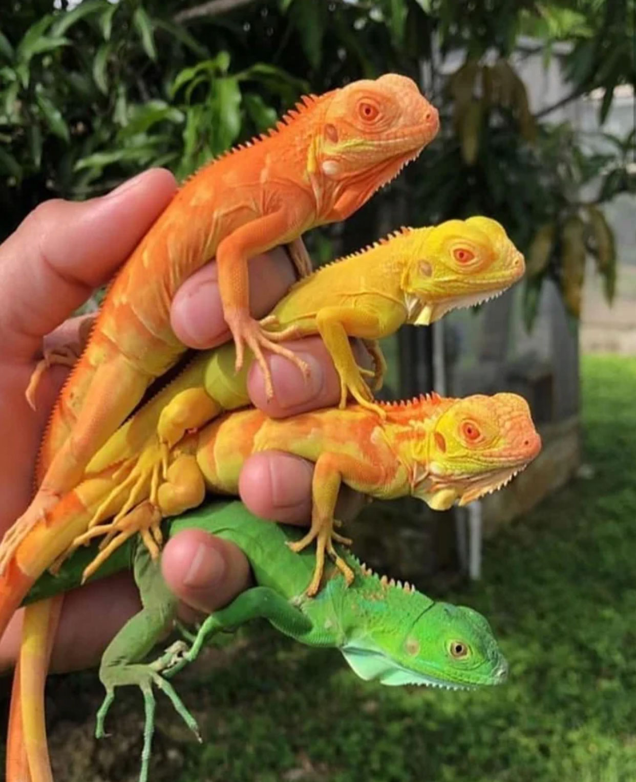how long do iguanas live _248e630c 8e6f 4c43 b5e1 5fc76c290db0