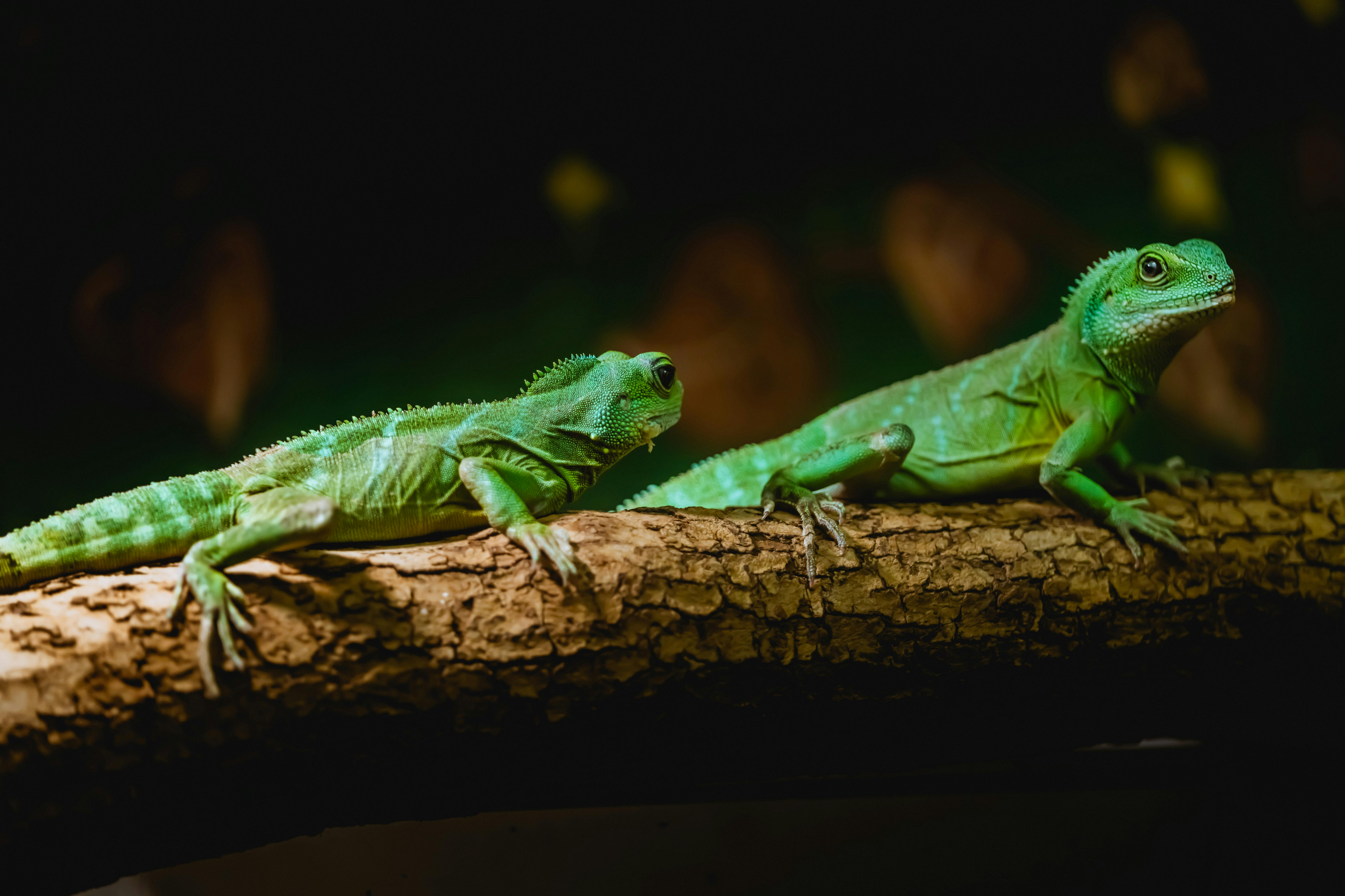 how long do iguanas live _639c79c4 2f34 4756 ad2e 3f0af1ca9773