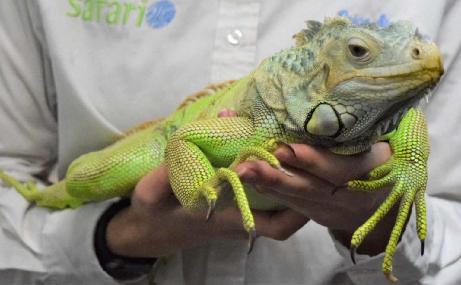 how long do iguanas live _640d27bb a264 4c24 a48f 5b03282c2f66
