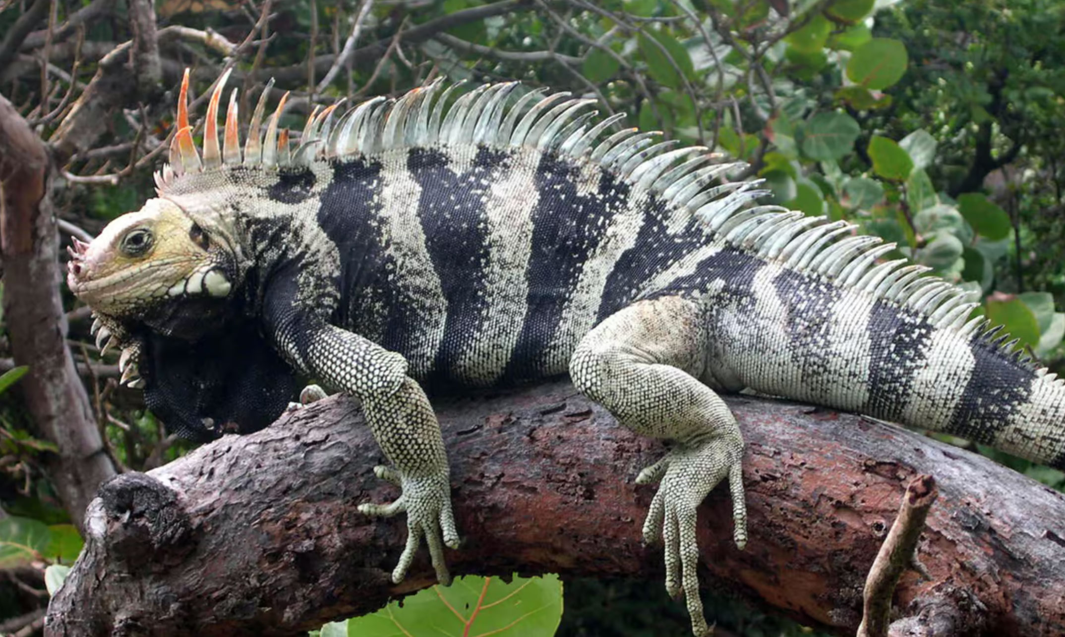 how long do iguanas live _9ab5ece7 1680 447b b1f7 70b4ea06623c