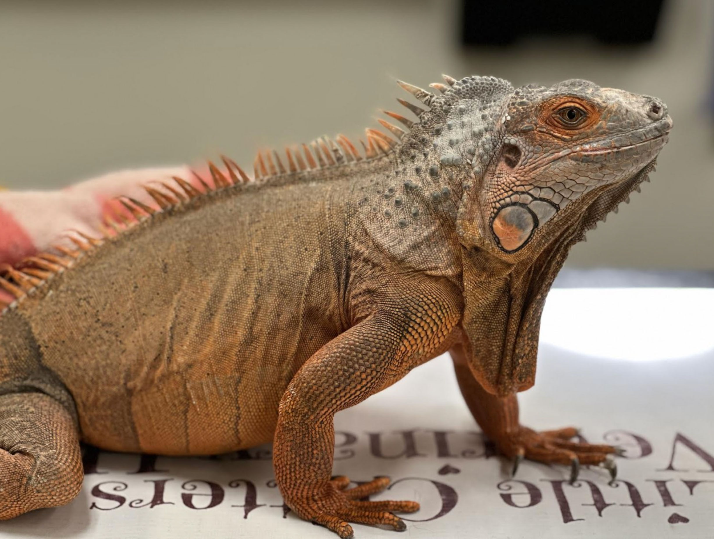 how long do iguanas live _b7c6133d 6950 4e1a 8eb0 cb189328bec4