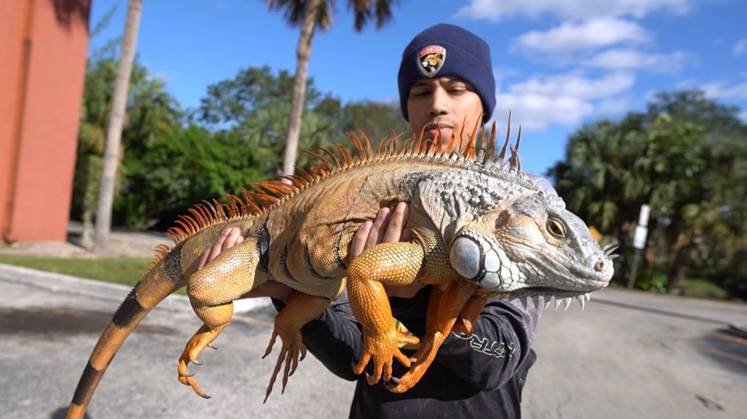 how long do iguanas live _befabe1b ca7b 4a73 bac6 649af0528295