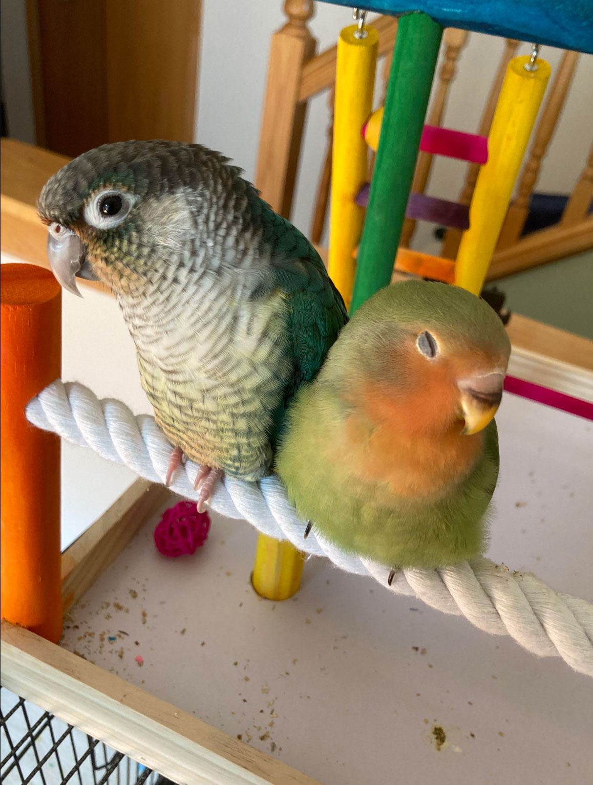 how much do lovebirds cost _3b1ce744 0d6c 4aa3 824a 24532e232a84