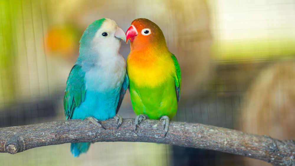 How Much Do Lovebirds Cost?