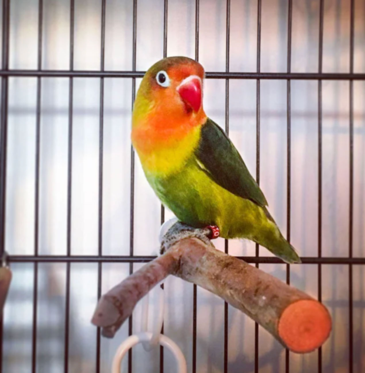 how much do lovebirds cost _45a2e411 281d 4580 8b5a 6aaaad498278
