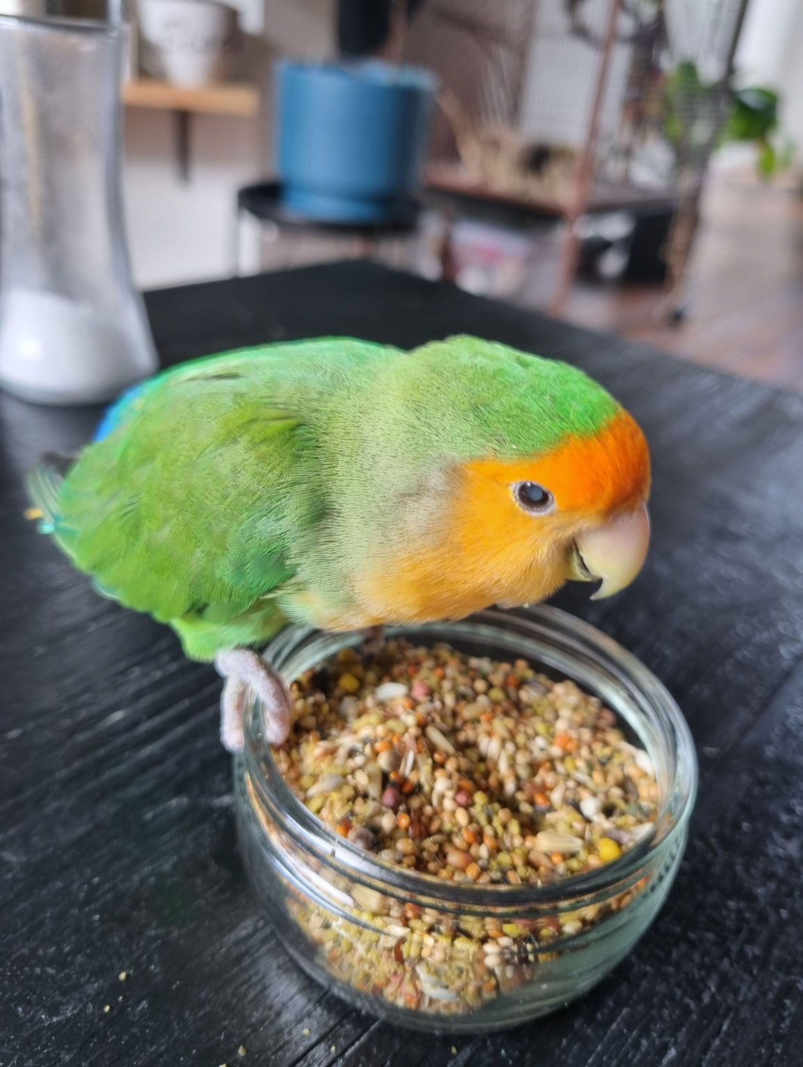 how much do lovebirds cost _a516e10c 1ad5 43fd a379 719f11face6d