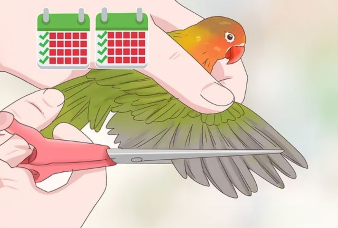 how much do lovebirds cost _bb678812 01a6 4a08 a3c2 095dd763cf2b