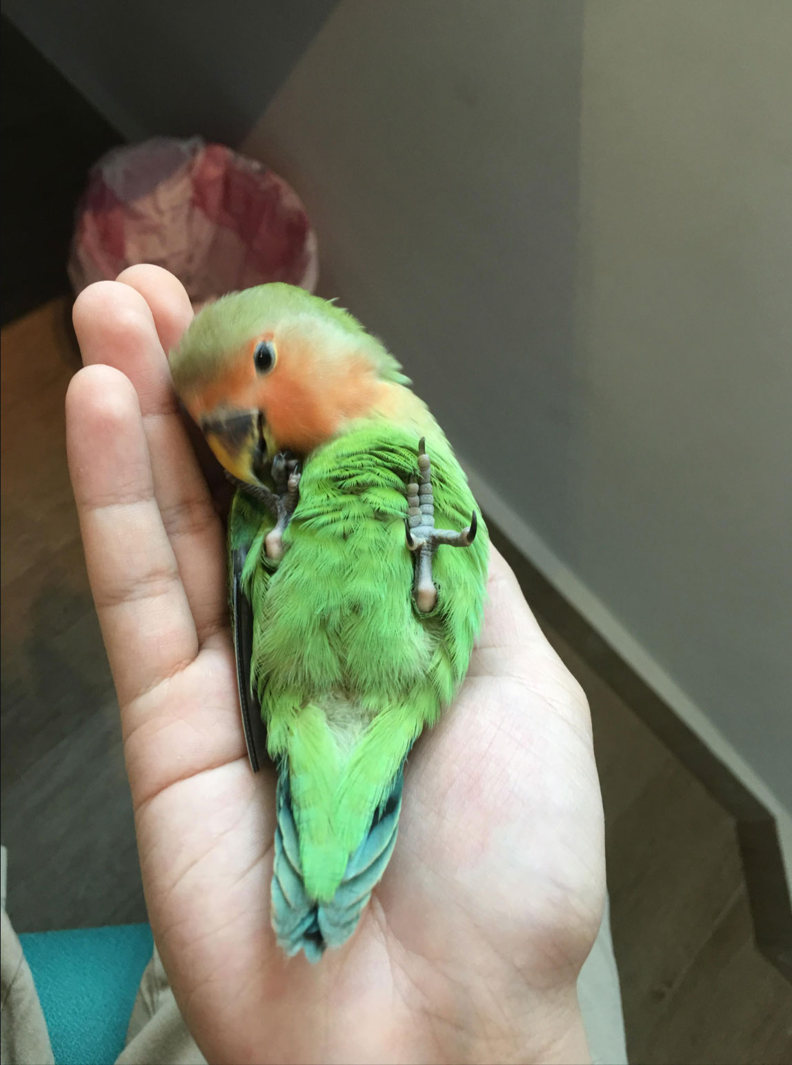 how much do lovebirds cost _d38dafef 62fe 4dd2 a3ee 729f93bfc98f