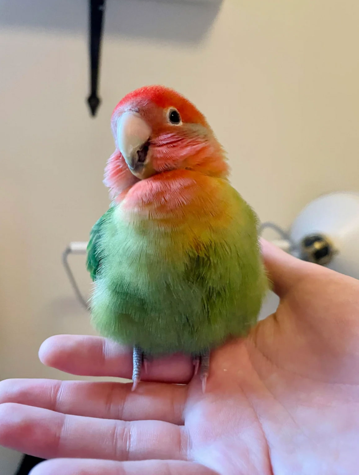 how much do lovebirds cost _dff3797e b285 42c8 a144 f656fe1e15ec