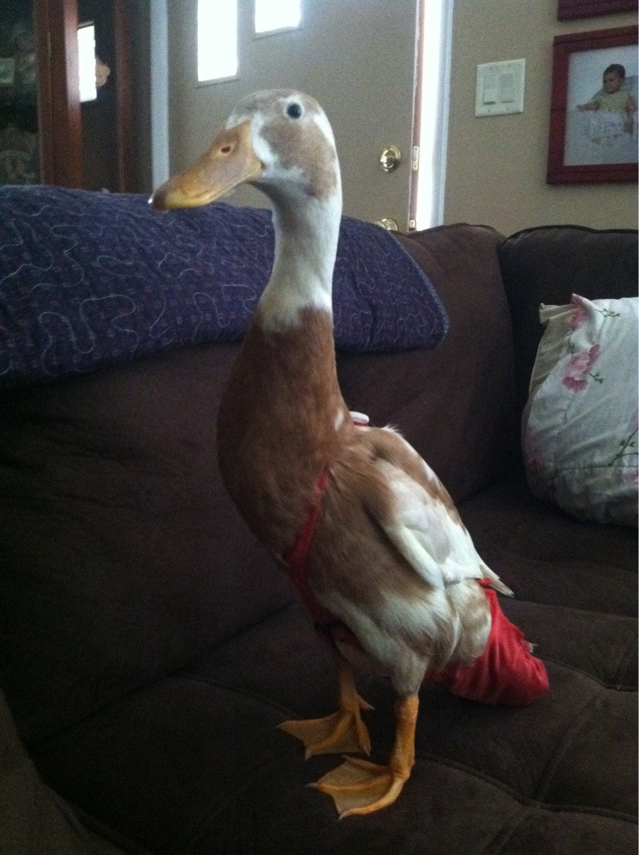 thinking about getting a pet duck here is what you need to know_123a8992 ec3f 4832 9ac9 10a6889954c1