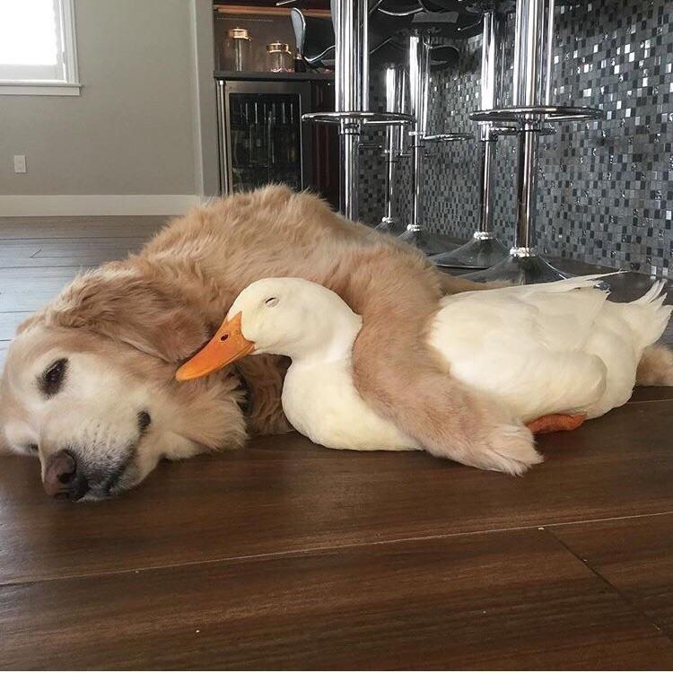 thinking about getting a pet duck here is what you need to know_4978f07c b913 4d3a 9b7a 86485a93bcfe