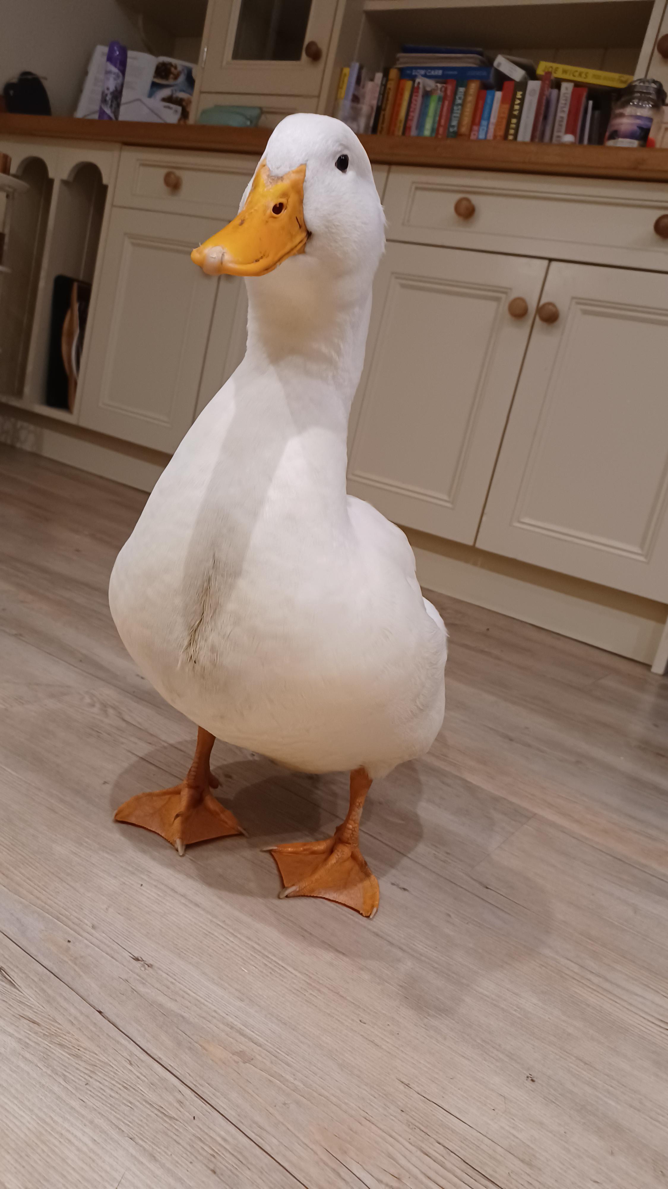 thinking about getting a pet duck here is what you need to know_604b01aa 9a7b 4b9c 98f1 32c2c2405efc