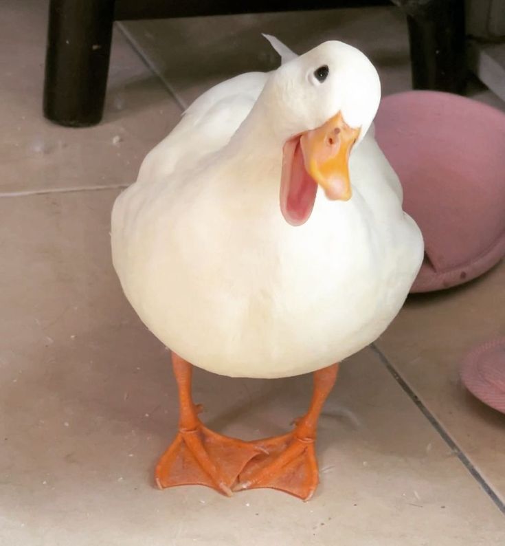 thinking about getting a pet duck here is what you need to know_69e0b734 8dd7 4e22 963d 04a64181bdbe