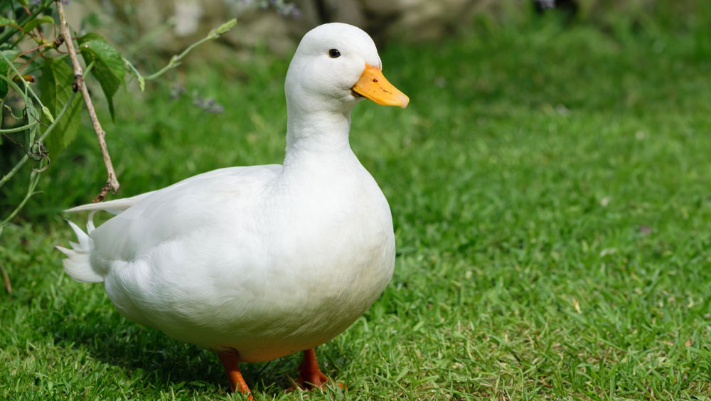 Thinking About Getting A Pet Duck? Here Is What You Need To Know