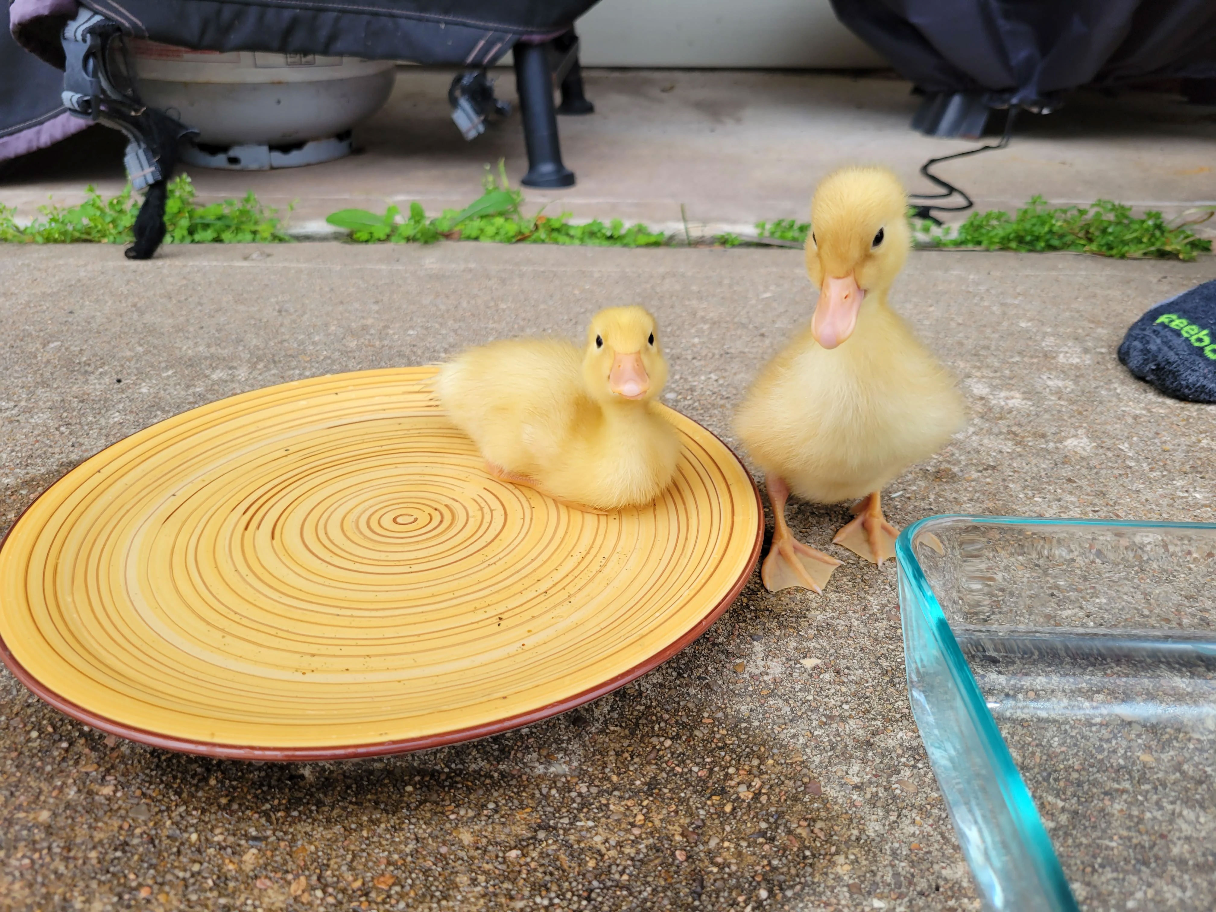 thinking about getting a pet duck here is what you need to know_da1a426f 7d15 426b a241 7904e27bb381