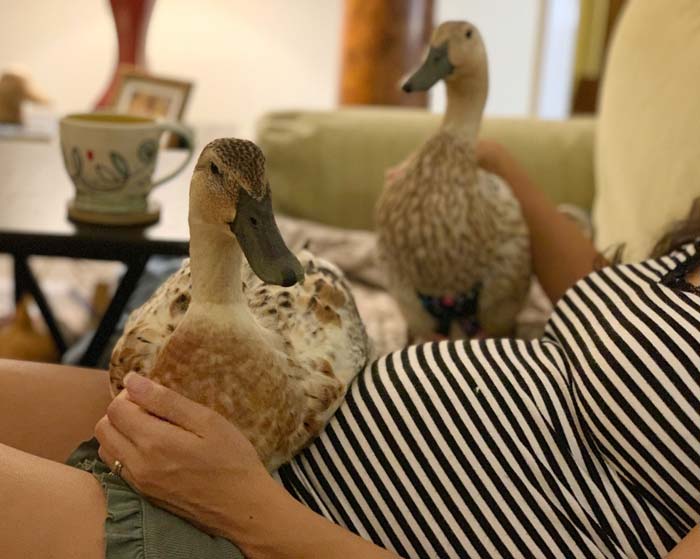 thinking about getting a pet duck here is what you need to know_da8b2559 2e8e 4a28 9dc5 008cb9e455dd