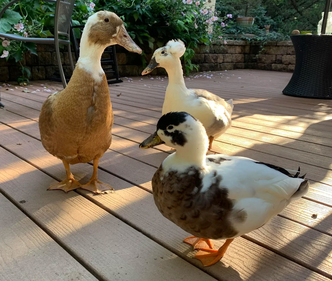 thinking about getting a pet duck here is what you need to know_df4abc1a aa7a 40be a032 c6fe46c7964e