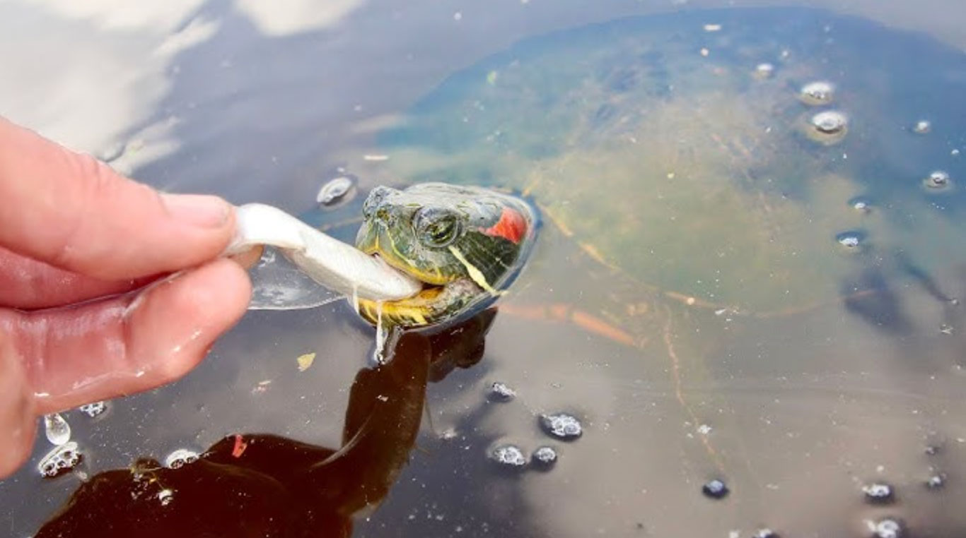 what do turtles eat _2161bb68 f511 49b7 98f3 4deb1381763d