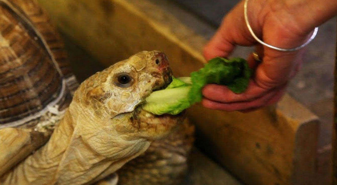 what do turtles eat _39a5dc9b 499e 4afe b96d d9813a2fabd9