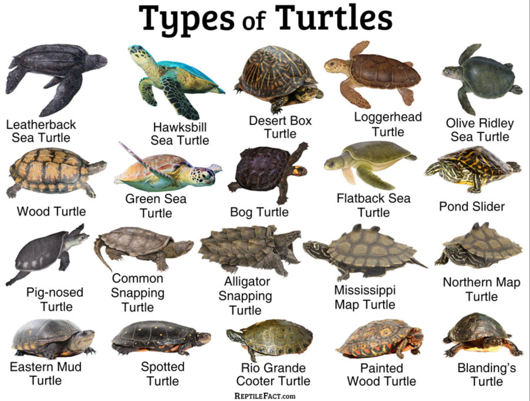 what do turtles eat _4497d1a0 3c13 463a ba1b a2a565c1fd9b