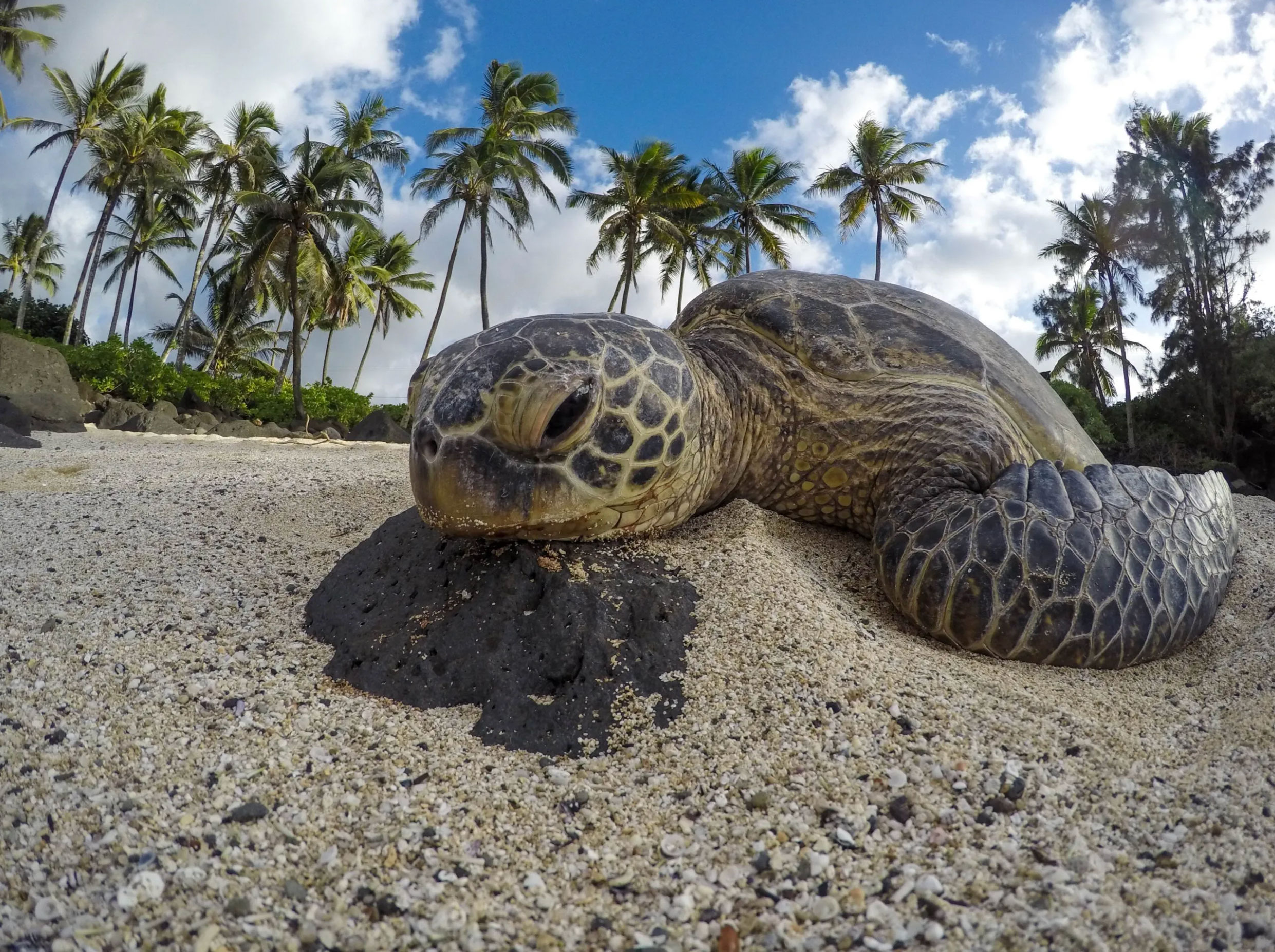 what do turtles eat _88e83939 f4af 48d9 8100 03058fddb098