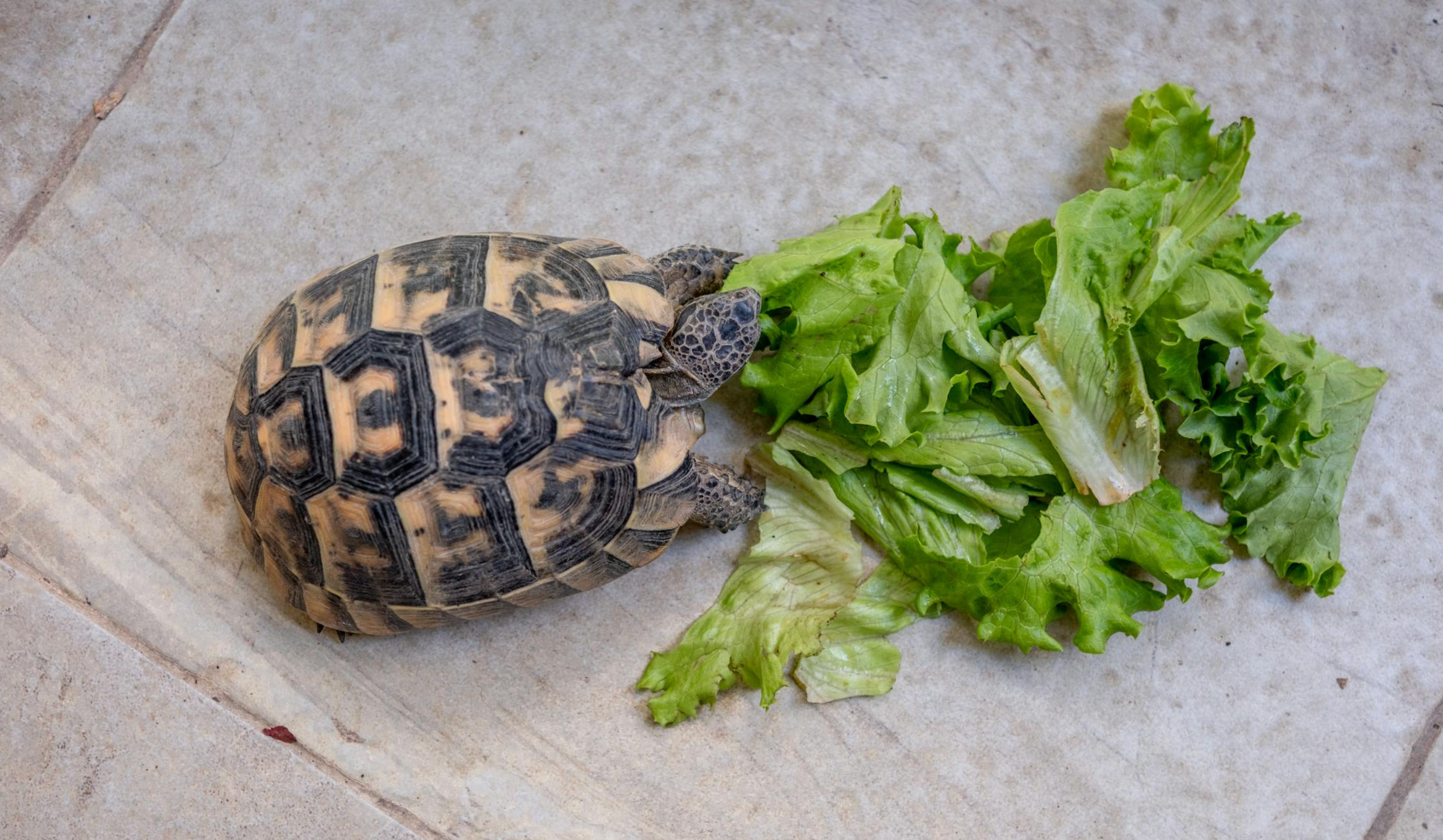 what do turtles eat _bdf03378 9195 4959 aef8 16d6de156e35