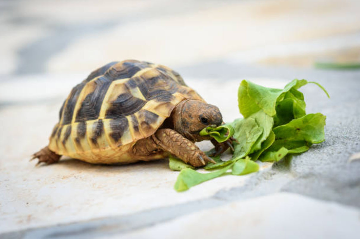 what do turtles eat _c9faede5 8d2b 4aca a574 887e129ba8c7