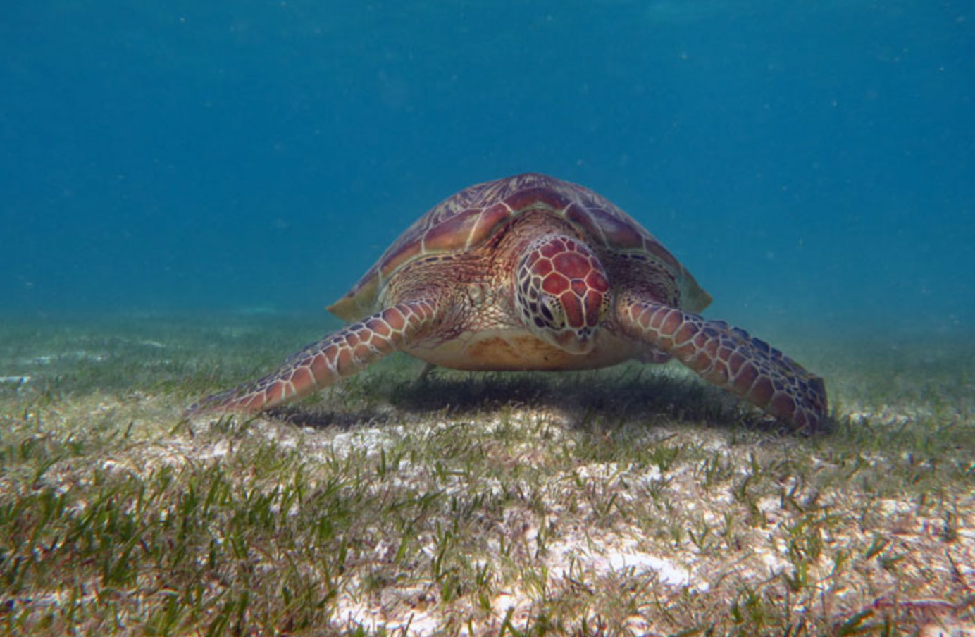 what do turtles eat _cfb7b164 8b22 4108 8969 47492d1a3935