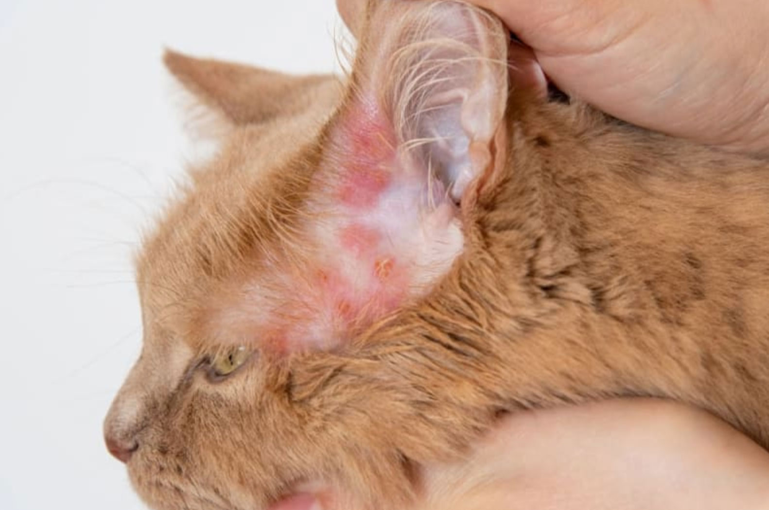 hot ears in cats  why are my cat s ears hot _53fc61a0 03a7 4525 9d34 28e9f69e2a67