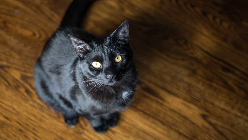 Hot Ears in Cats: Why Are My Cat's Ears Hot?