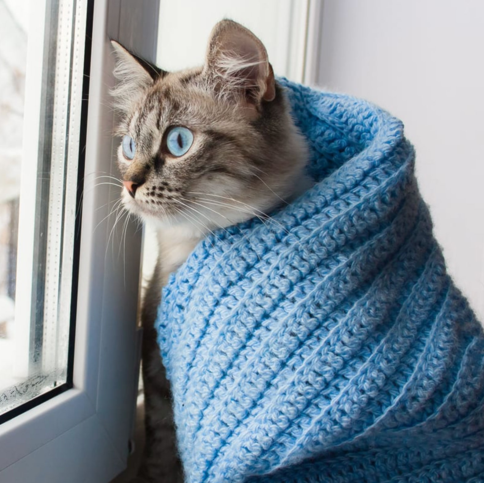 hot ears in cats  why are my cat s ears hot _e444eced 335d 4bbd 91e1 1d9a6112e408