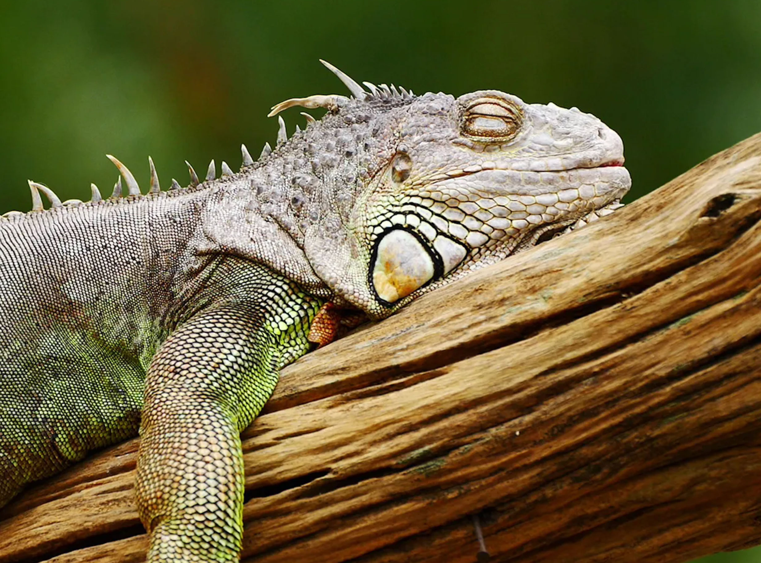 what do iguanas eat _0556a097 876c 485d 916d d40a1e575a23