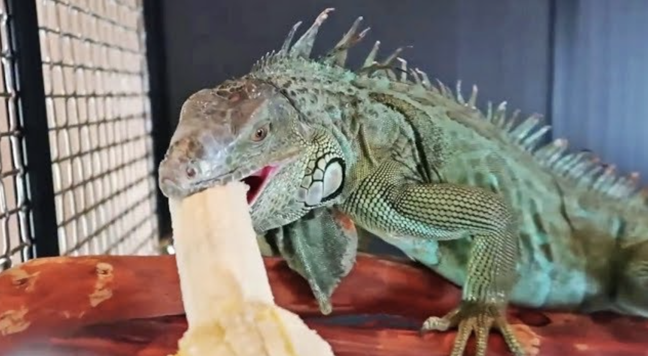 what do iguanas eat _50ad8473 c488 456a b302 22d0cb4d4bbf