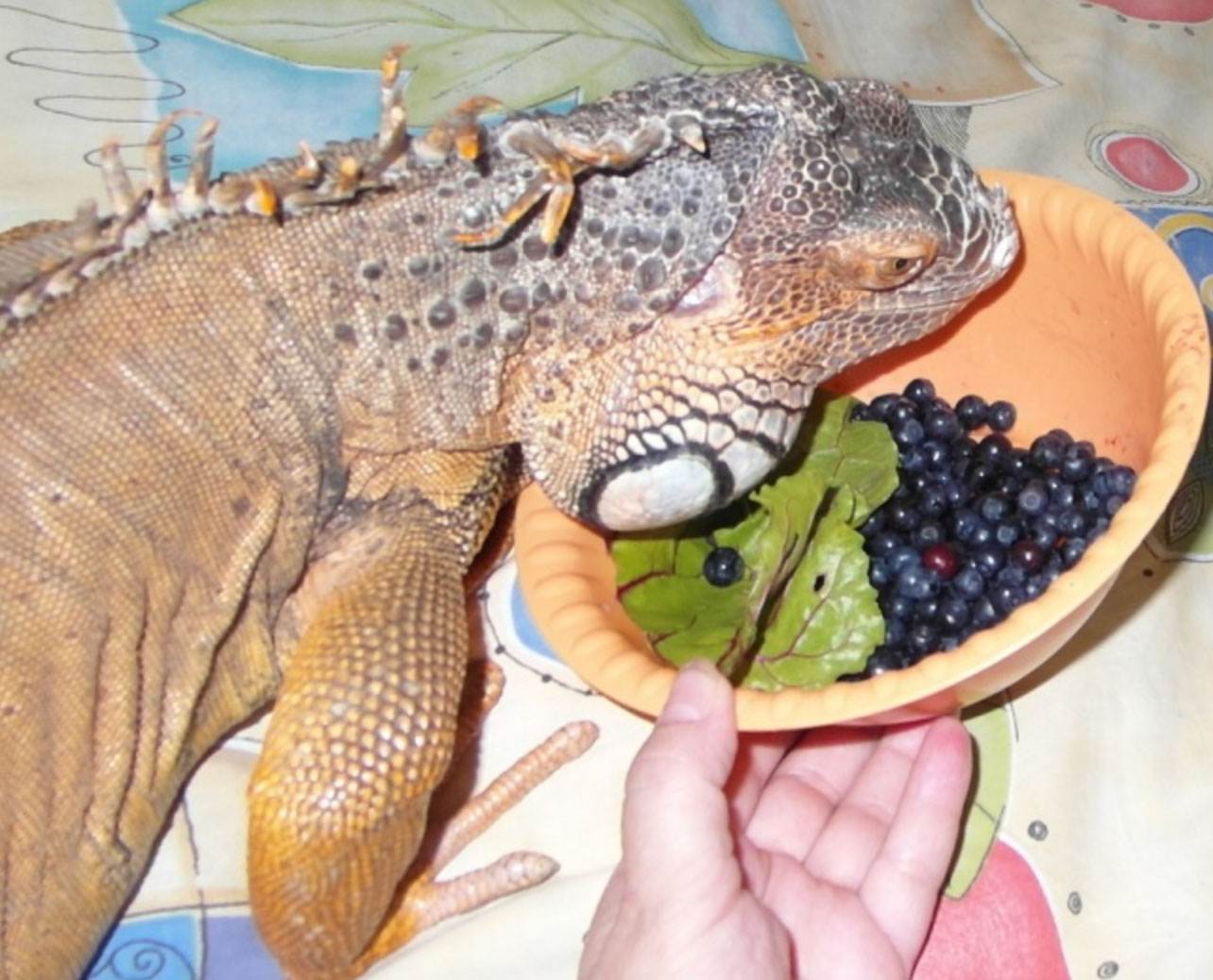 what do iguanas eat _7b54c998 974c 4c20 bcaa 4ac03d99da0a