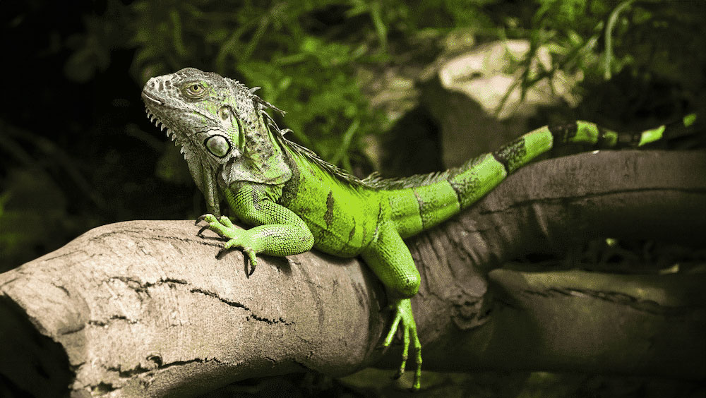 What Do Iguanas Eat?