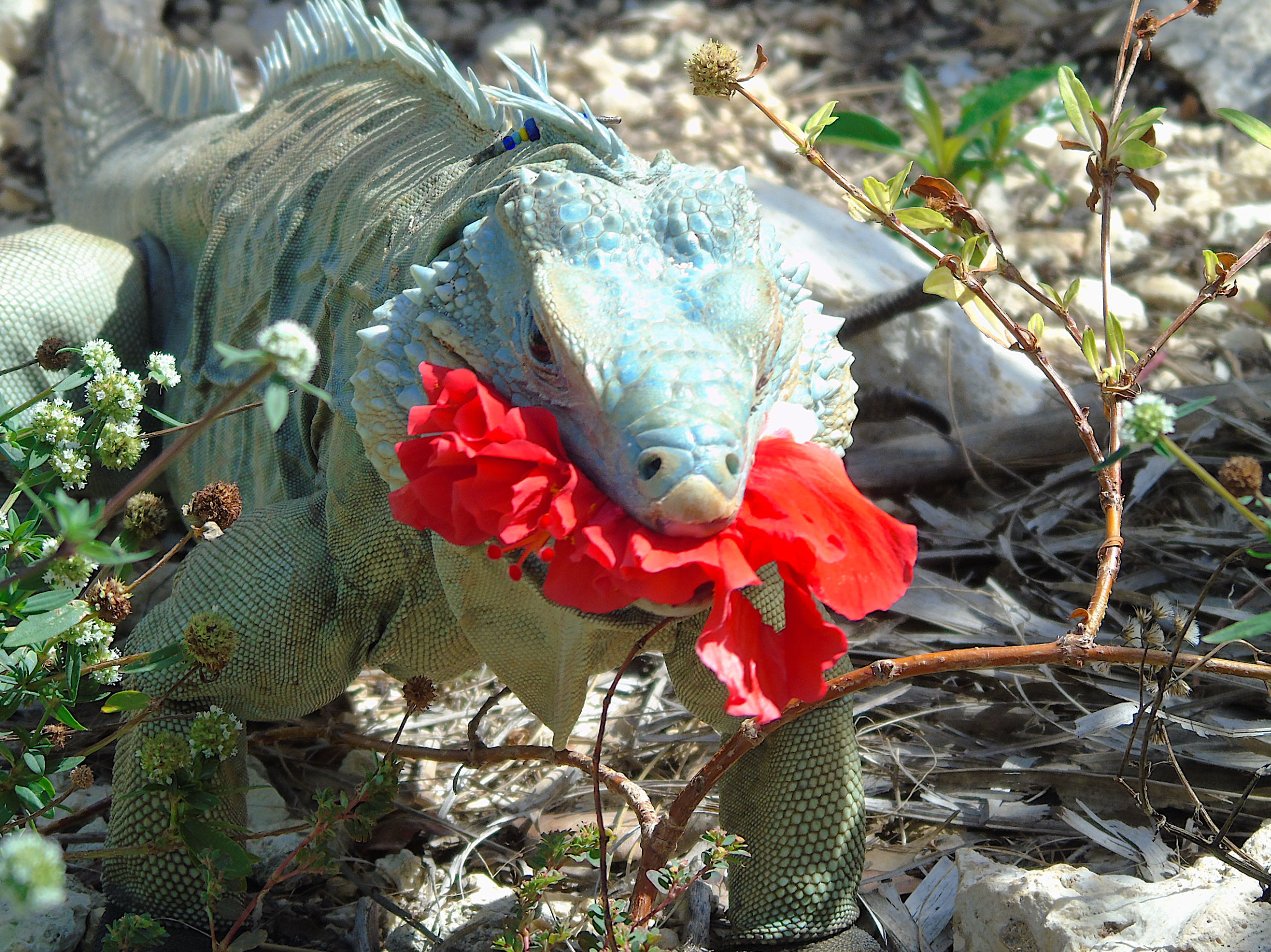 what do iguanas eat _92fdbbdb 672f 422e 858e f90c378507e3