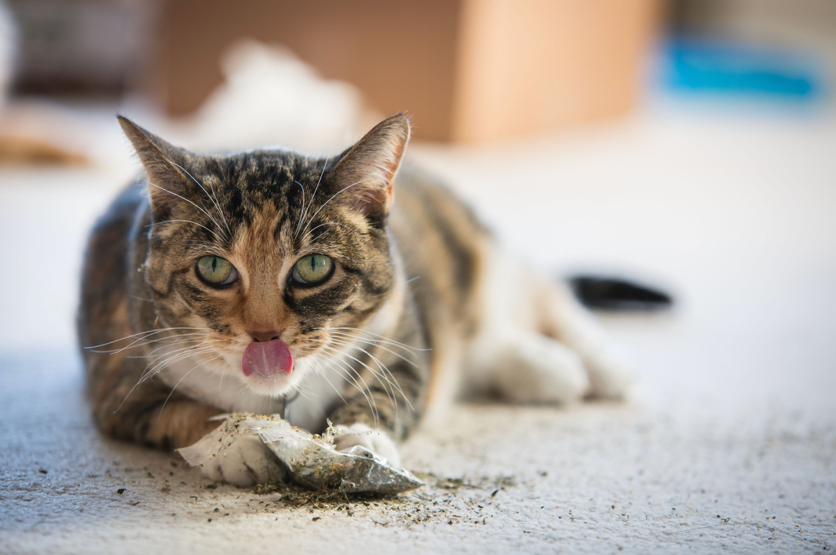 what does catnip do to cats _3162055a 09c7 4502 abf0 49dabe002706