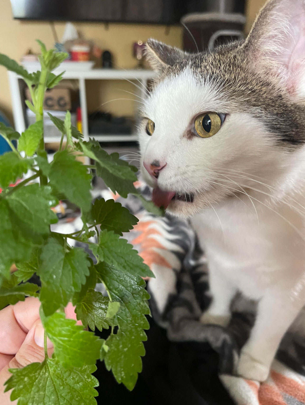 what does catnip do to cats _5f2dc2cb ae25 45bd b732 455d5ddbc530