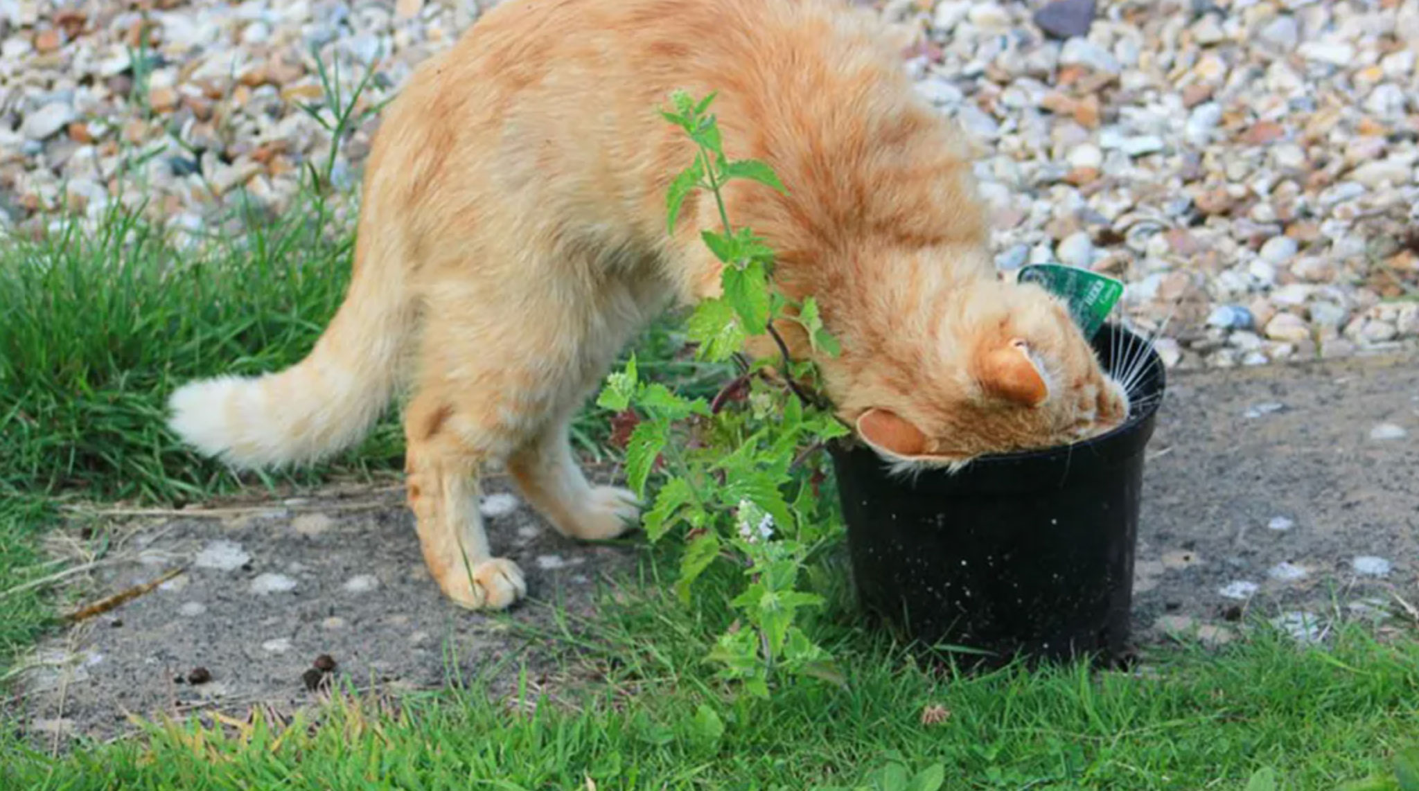 what does catnip do to cats _72c05dff 9228 405e 843c 3f07582fc975