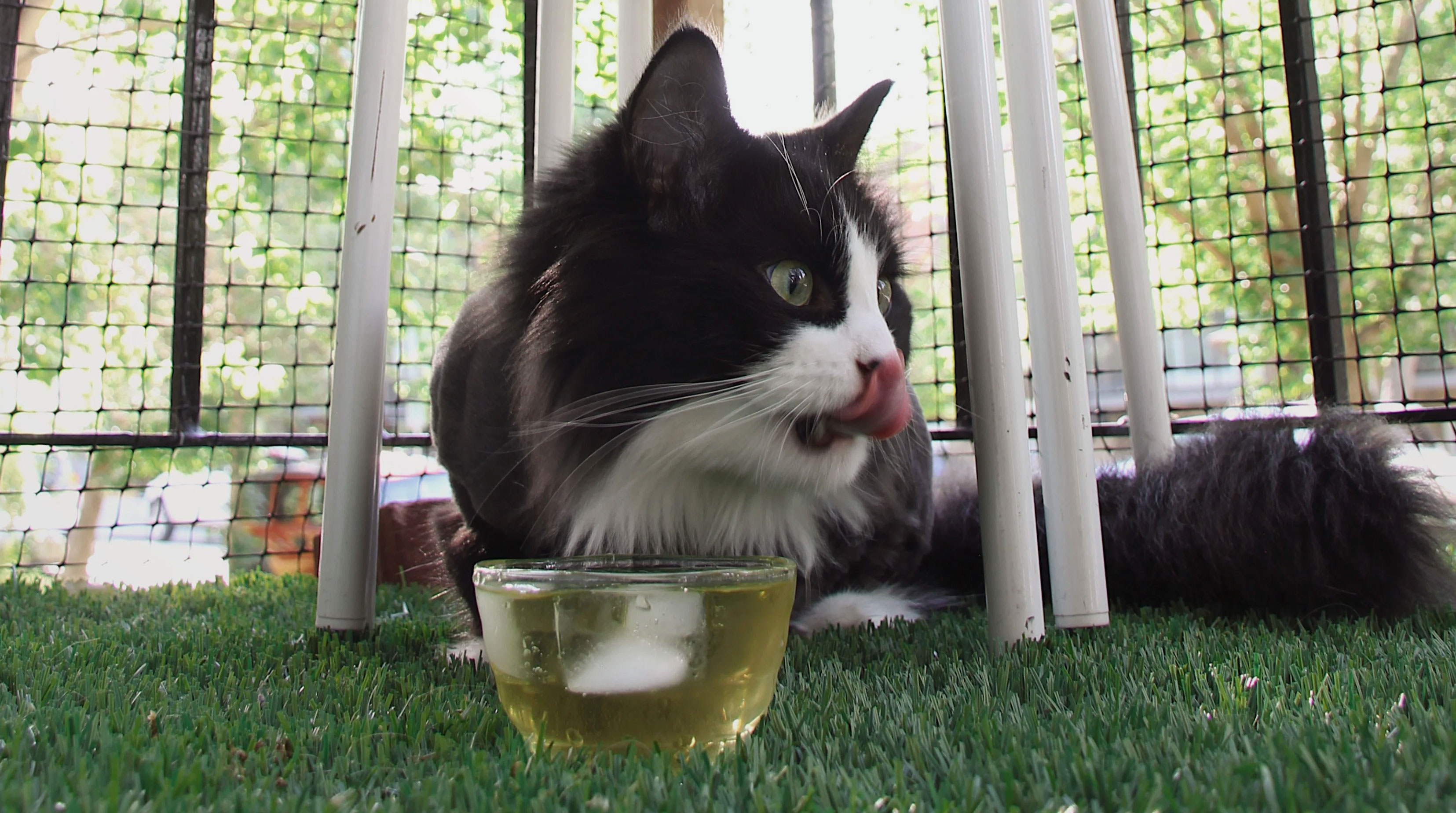 what does catnip do to cats _9299dd22 97ab 494f 823a b85d2df0c190